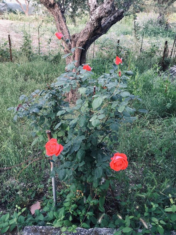 Wabi Sabi Daire Katastárion Dış mekan fotoğraf